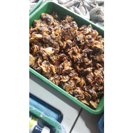 

kerang dara fresh