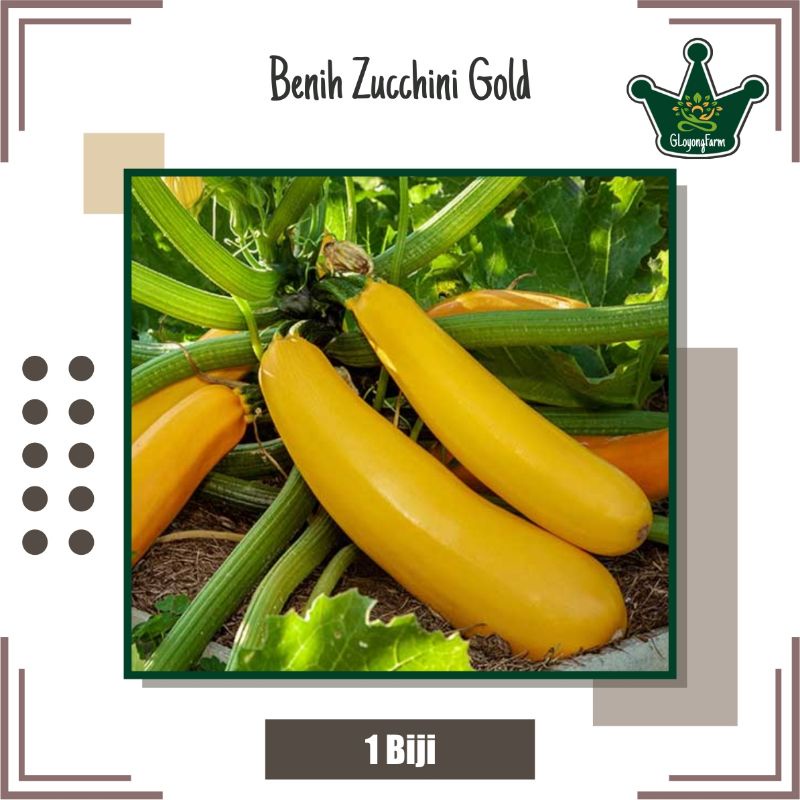 Benih Bibit Sayuran Zucchini Gold F1 - Bibit Sayuran