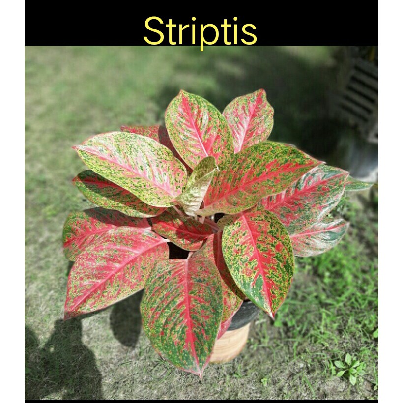 AGLONEMA  wulandari striptis