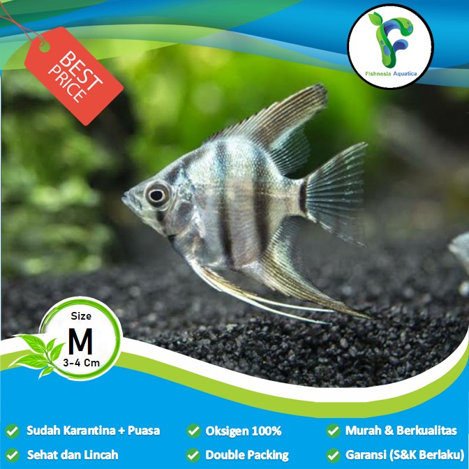 Ikan Hias Aquascape Manfish Altum/Anglefish Altum/Altum