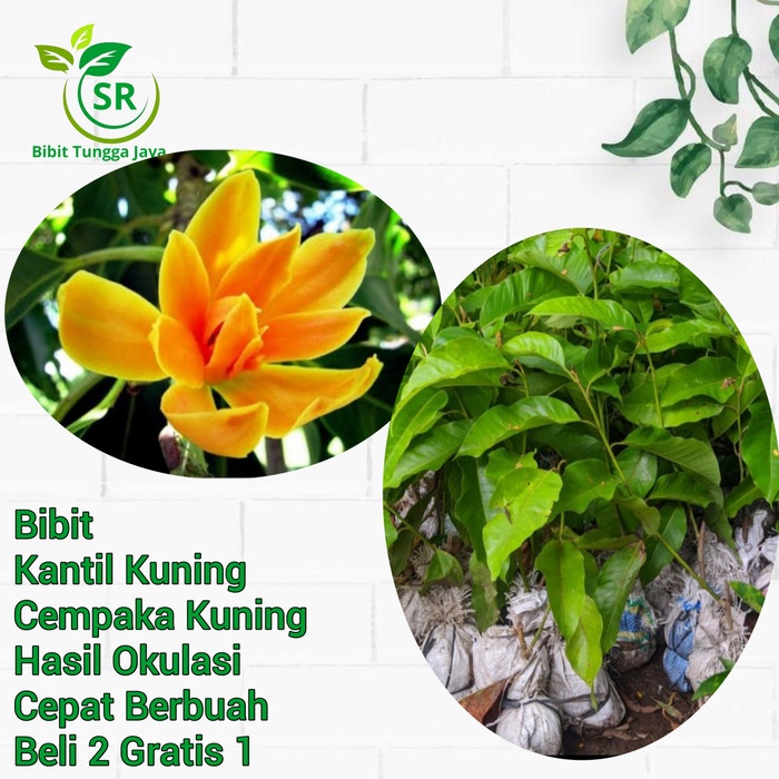 Jual Tanaman Bibit Tanaman Bunga Kantil Kuning Cempaka Kuning Shopee Indonesia