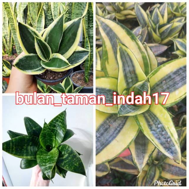 Paket 3 jenis tanaman hias sansevieria mini - golden - pagoda - hijau - sensevieria mini hias
