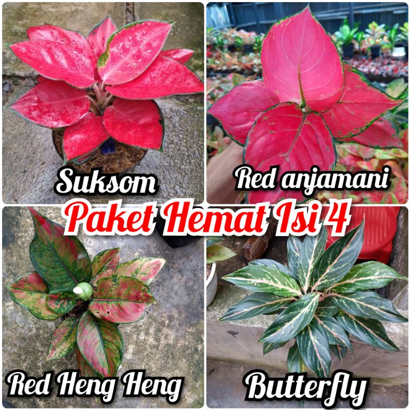 Paket hemat 4 jenis bunga aglonema daun rimbun 4-7/suksom,red anjamani,butterfly,red heng heng