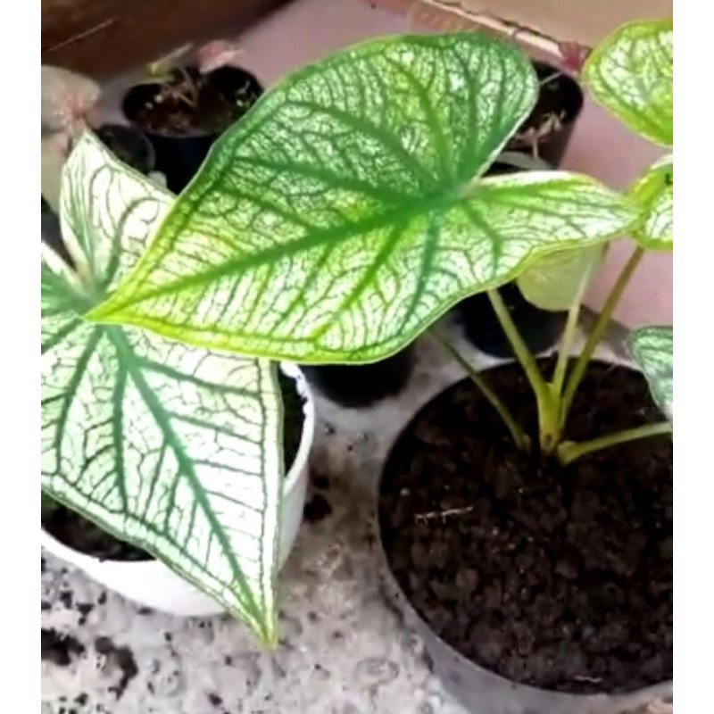 Size Anakan Caladium White Srikandi