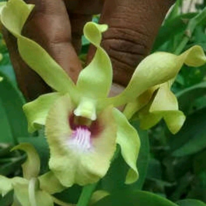 Anggrek Dendrobium Caesar Green dewasa