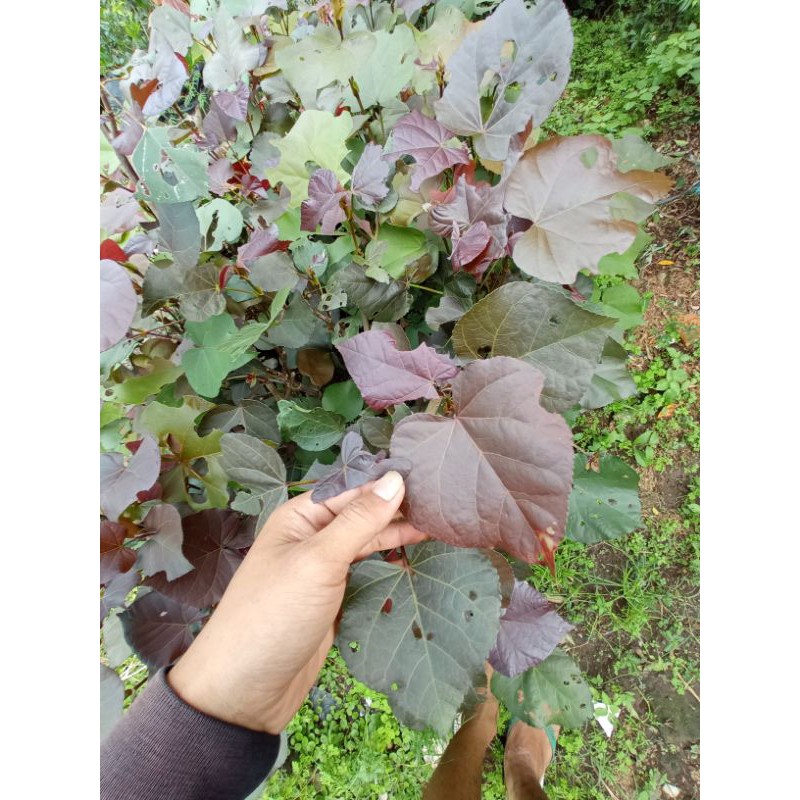 WARU MERAH