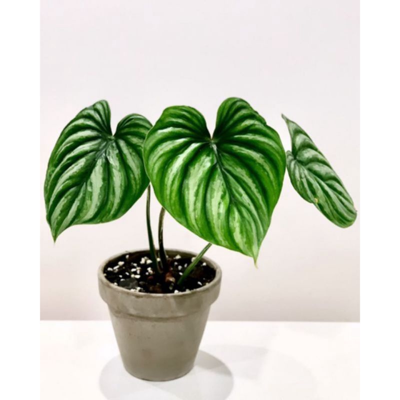 TANAMAN HIAS PHILODENDRON PLOWMANI REAL PICT