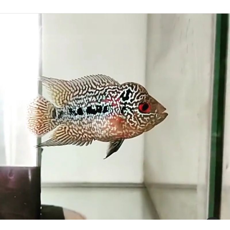 burayak ikan louhan f2 gen ori 2 cm