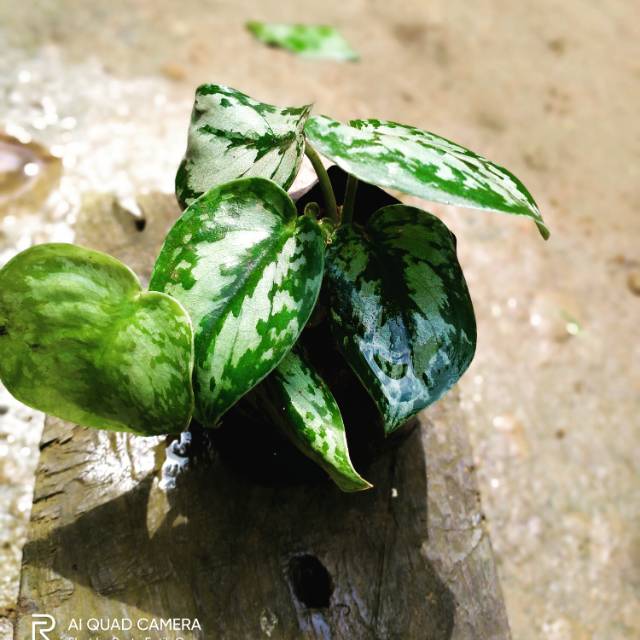 Scindapsus pictus silver lady