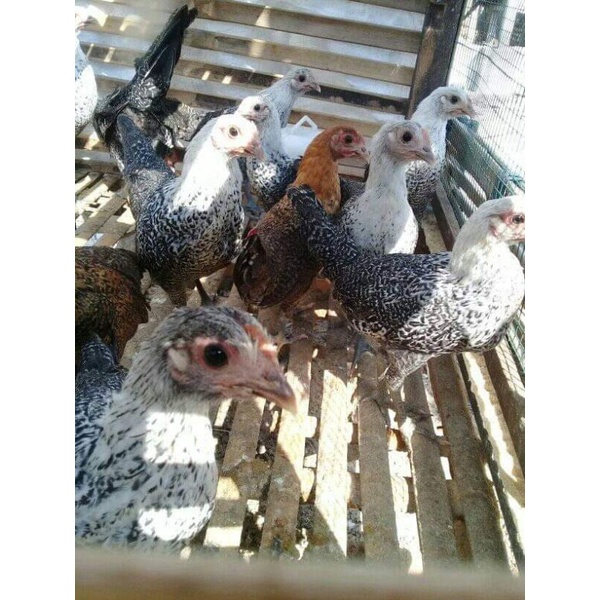 Remaja Induk Ayam Arab Petelur Betina Jantan Arap Pullet Indukan Bandung