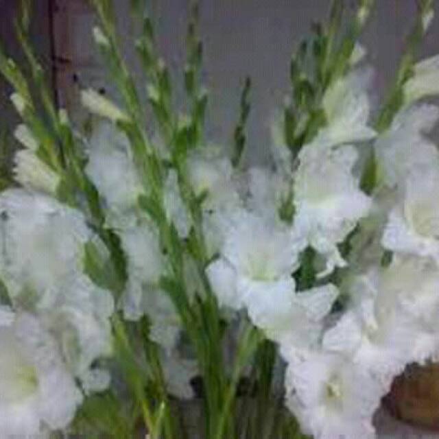 Gladiol lokal umbi besar