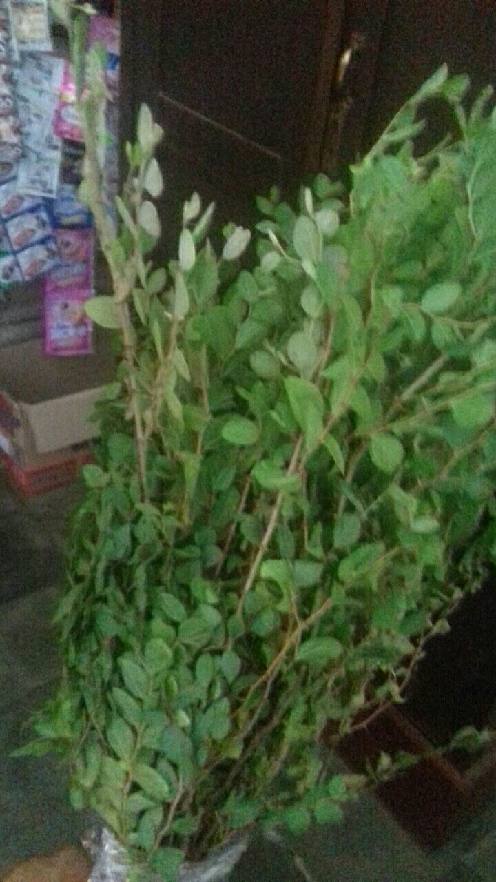 Grosir Bibit Bidara Harga Murah Minimal 50 Pcs