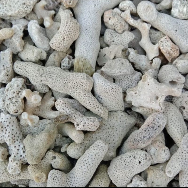 BATU KARANG JAHE / KARANG LAUT MEDIA FILTER AQUARIUM AQUASCAPE KOLAM IKAN