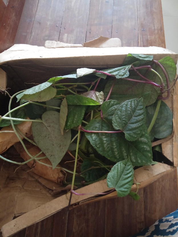 Scindapsus Exotica/sirih Silver