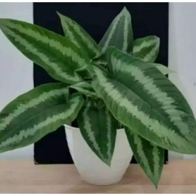 caladium homalomena sulculatha/homalomena strip silver