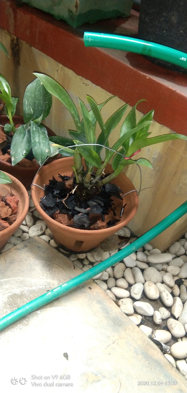 Anggrek Dendrobium Popaye