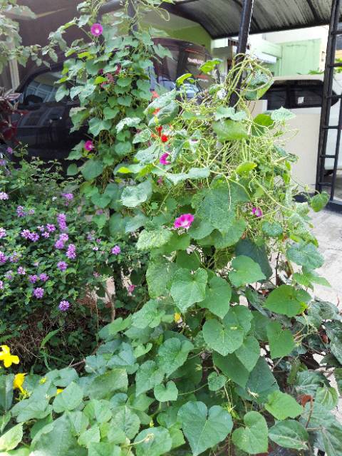 Biji tanaman bunga morning glory tanaman merambat