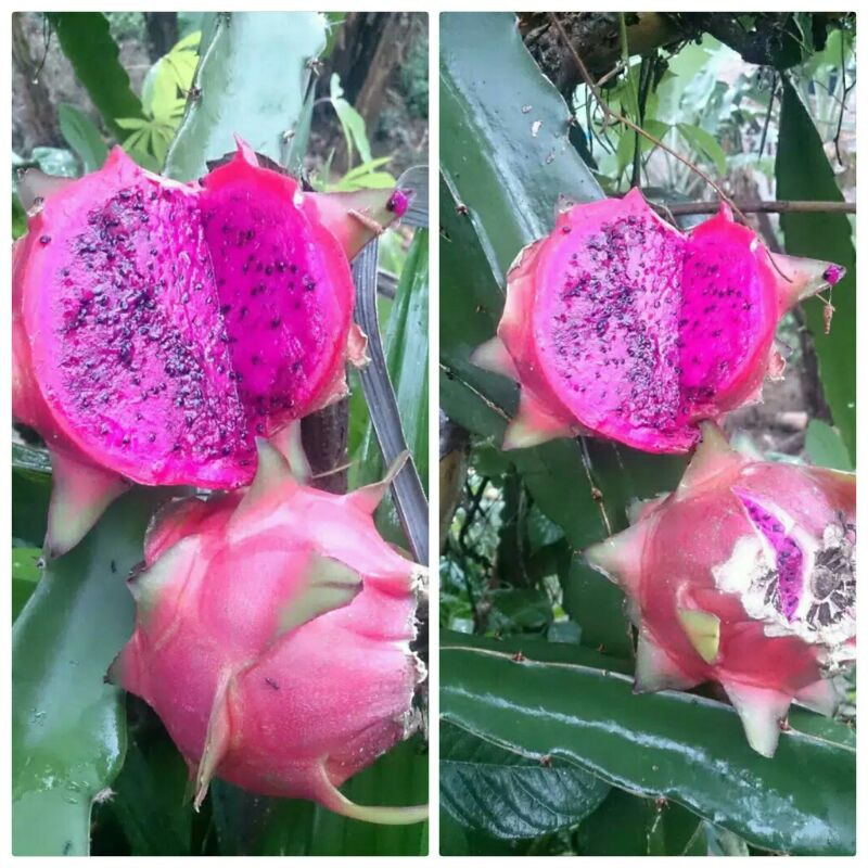 bibit buah naga/bibit tanaman buah naga