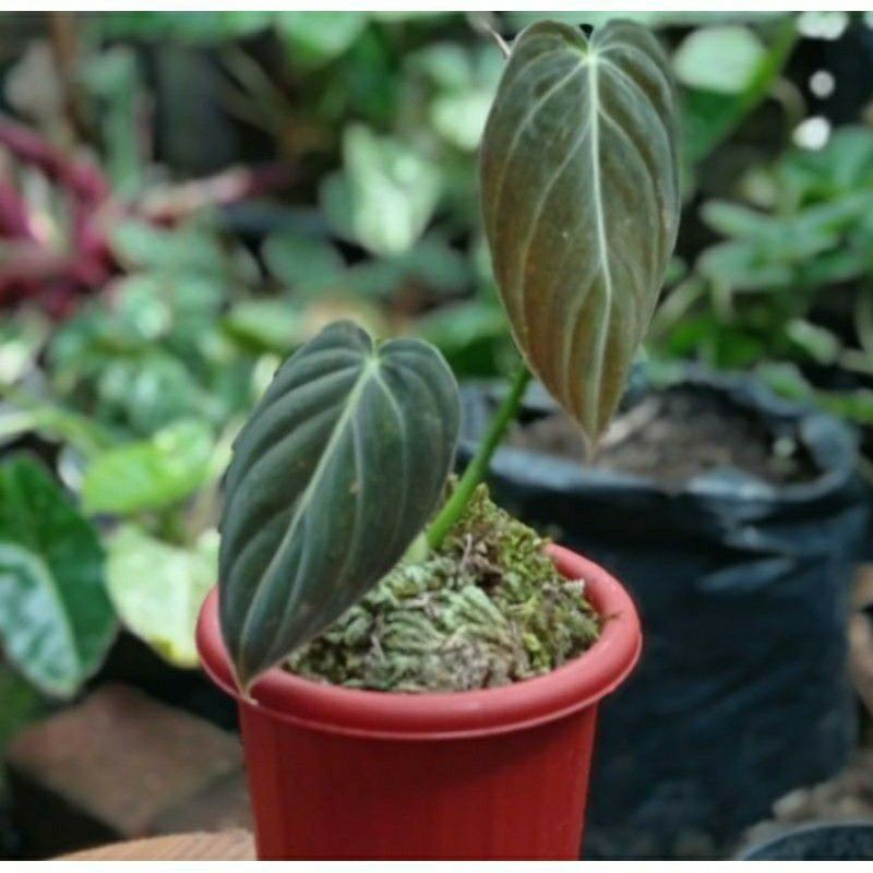 bonggol philodendron melanochrysum / bonggol melano