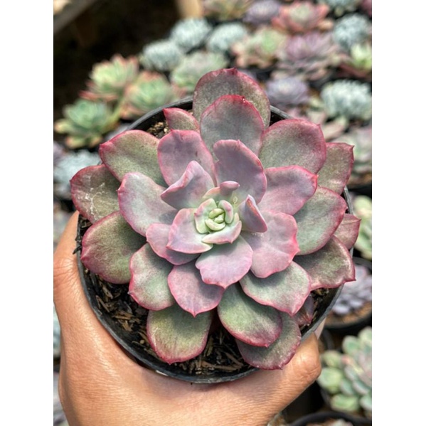 Sukulen Echeveria Lemon Lime Mutasi