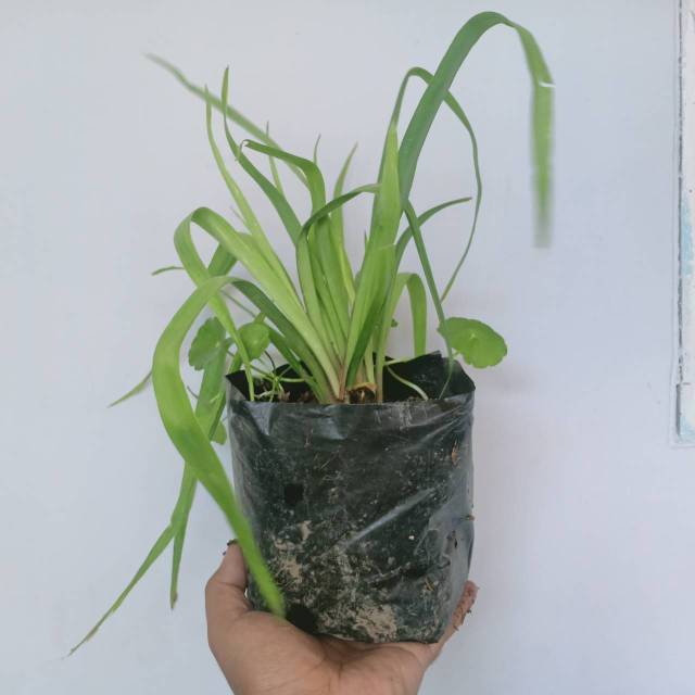 Sedap malam polibag (belum berbunga) - Bibit Tanaman Bunga Sedap Malam Bibit Hidup isi banyak umbi