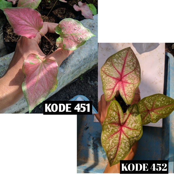 promo keladi hybrid ori biji kebun mas isinan size remaja caladium 451