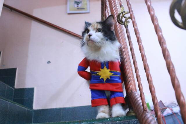 Kostum kapten marvel final untuk kucing dan anjing / baju kucing murah size S M L XL