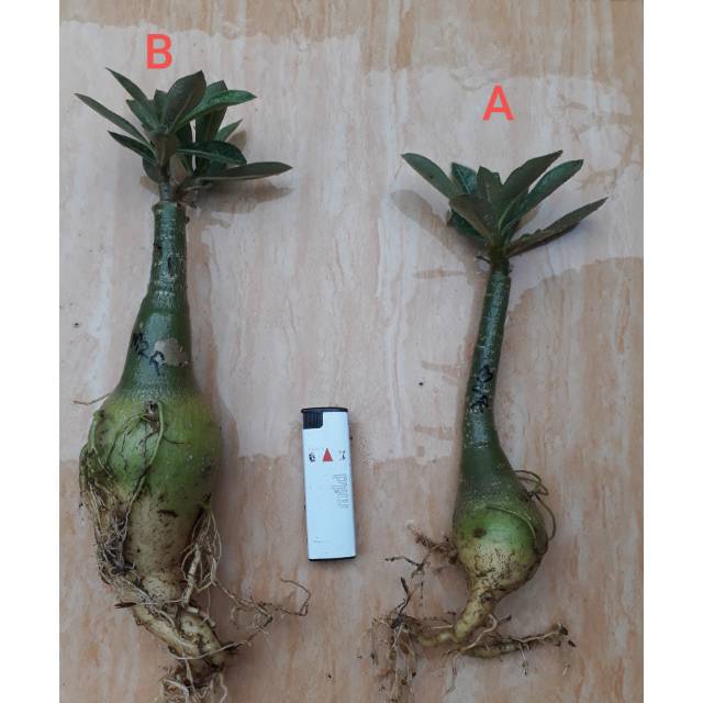 Adenium size B (bunga tumpuk)