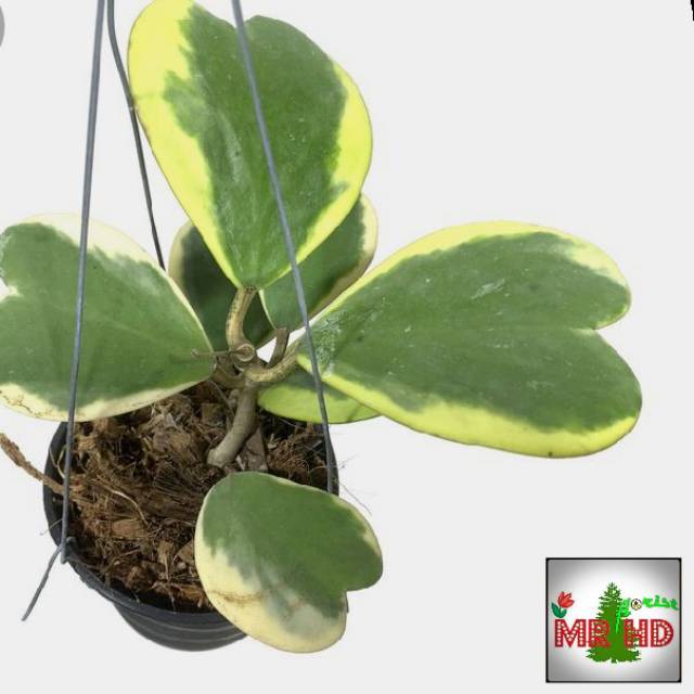 Hoya love variegata