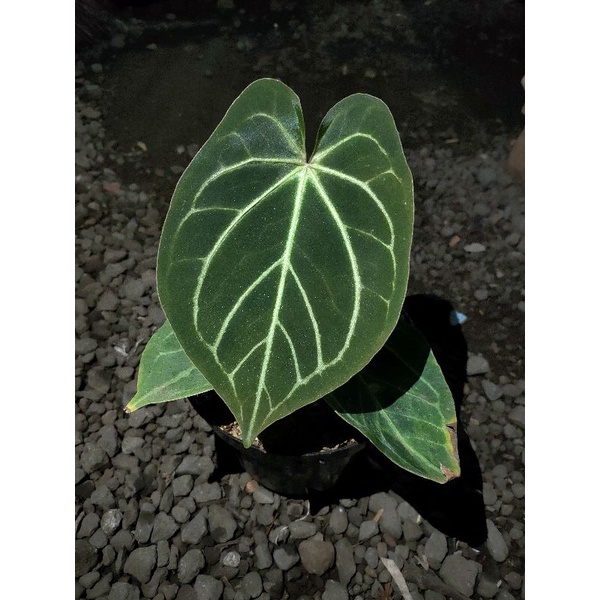 king of spades anthurium