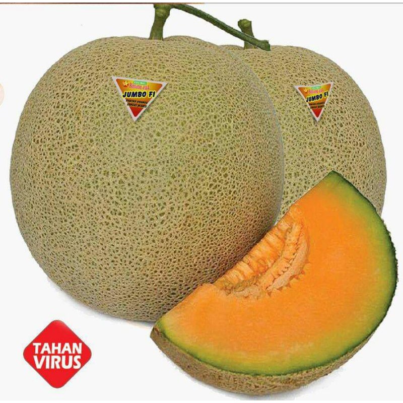 Melon Hibrida Jumbo F1 melon Daging Orange Original Pabrik