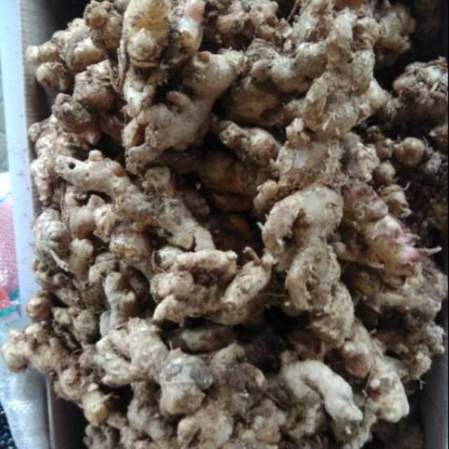 

Jahe emprit segar 250gr