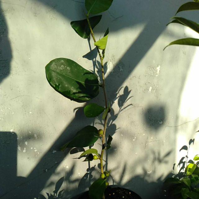 Bahan Bonsai Amplas Taiwan Import