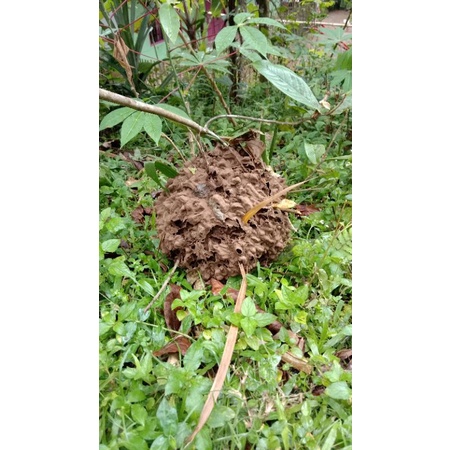 Kroto Ikan / Kroto semut merah