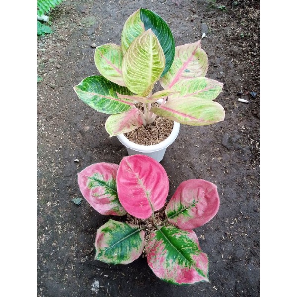 aglonema kochin cunkwok dan aglonema Goliath