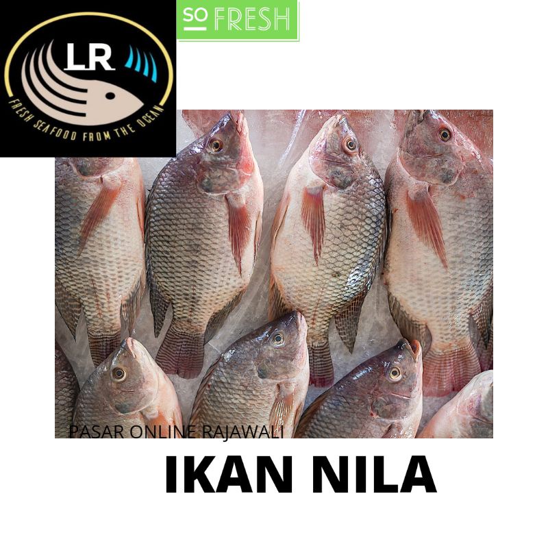 

IKAN NILA SEGAR