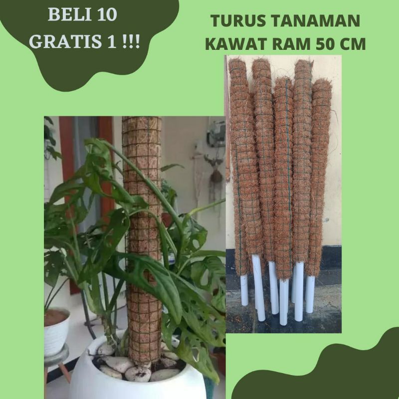 ajir turus penyangga tanaman hias janda bolong / sabut kelapa cocofiber / penahan tanaman rambat / p