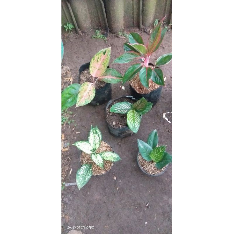 paket bibit aglonema+maranta