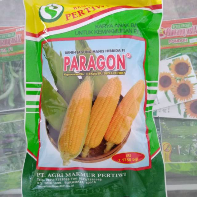 Benih jagung Paragon benih Pertiwi