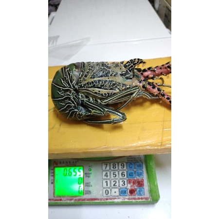 LOBSTER LAUT FRESH MURAH ENAK POLL