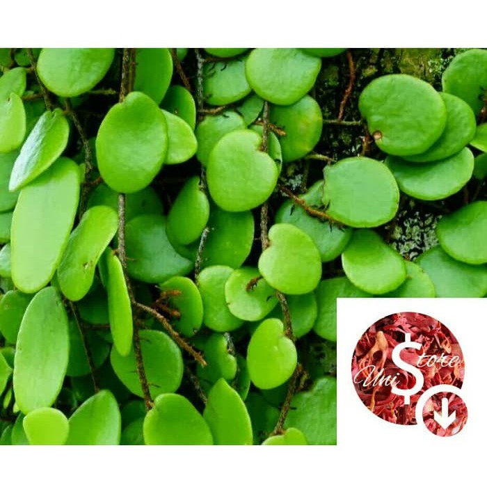 

DAUN HERBAL SISIK NAGA / PICISAN SEGAR