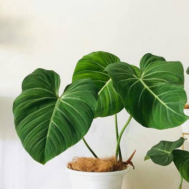 Tanaman Hias Philodendron Gloriosum