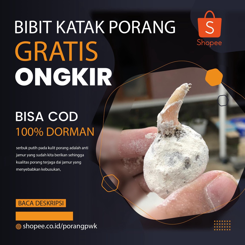 BEST SELLER |  katak Porang Super 100% Dorman isi 150 - 200 (500g - 1kg) siap tanam