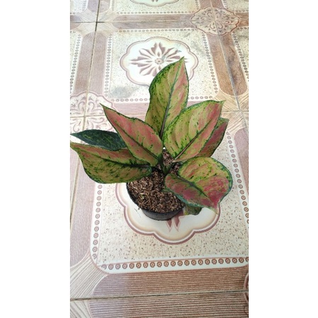 Bunga Aglonema Heng Heng Remaja Daun Rimbun 4-7 Helai