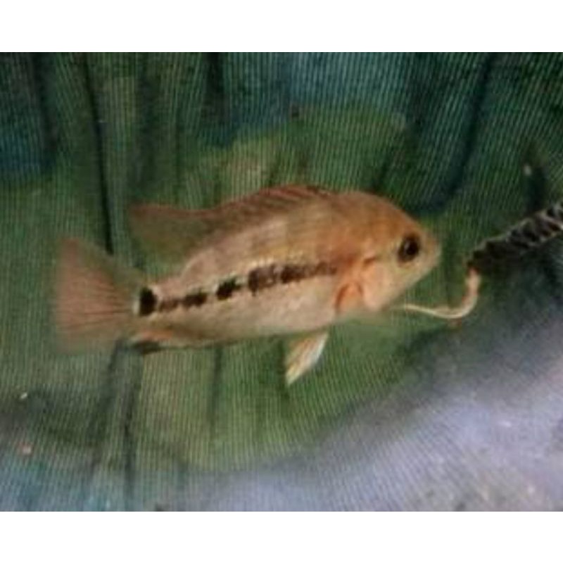 burayak ikan louhan super red monkey size 2cm-3cm