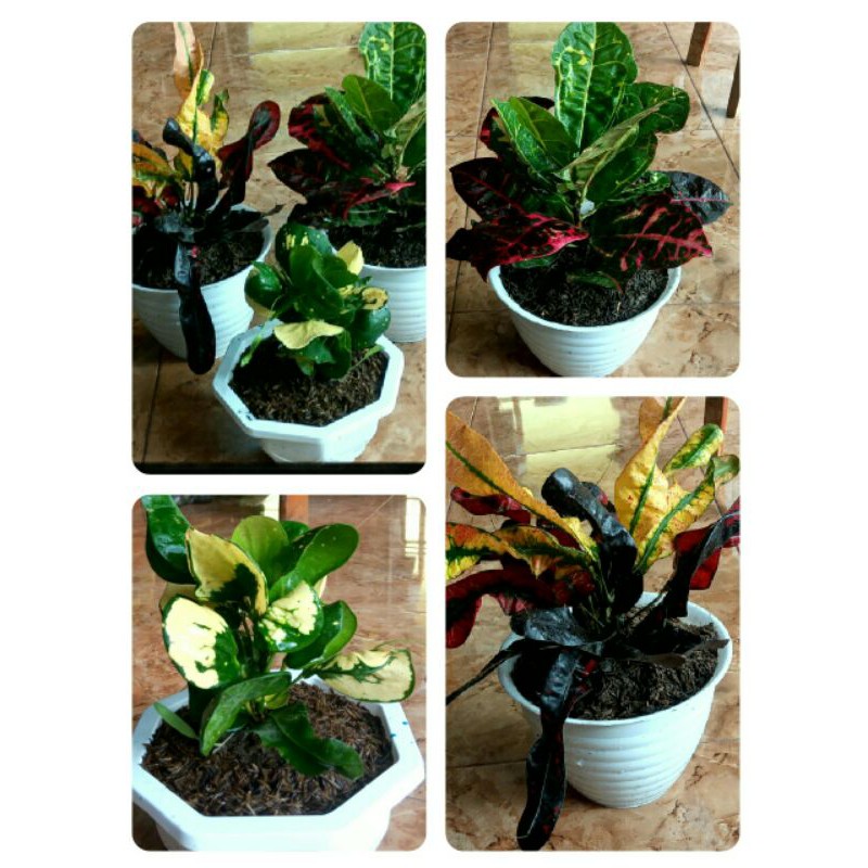 TERMURAH Paket Puring Kura, puring telur, puring Sakura