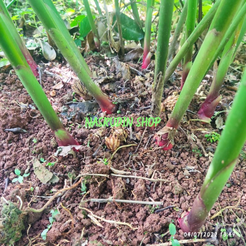 

[Fresh] BIBIT KAPULAGA MERAH 1KG ISI 20 PCS ( Bongkol ) BIBIT KAPOL BIBIT KAPULOGO KAPULAGA HIBRIDA