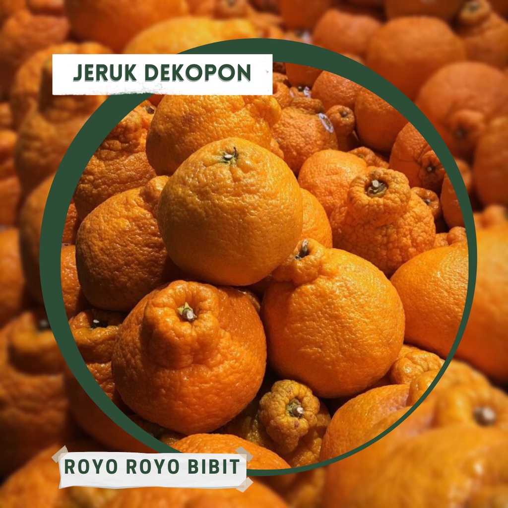 Bibit jeruk dekopon okulasi tanaman buah