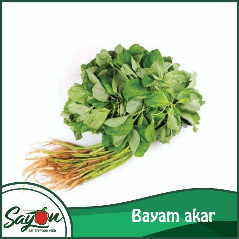 

Bayam Akar, Bahan Sayur Bening, Bayam Sayur - Sayon Jogja