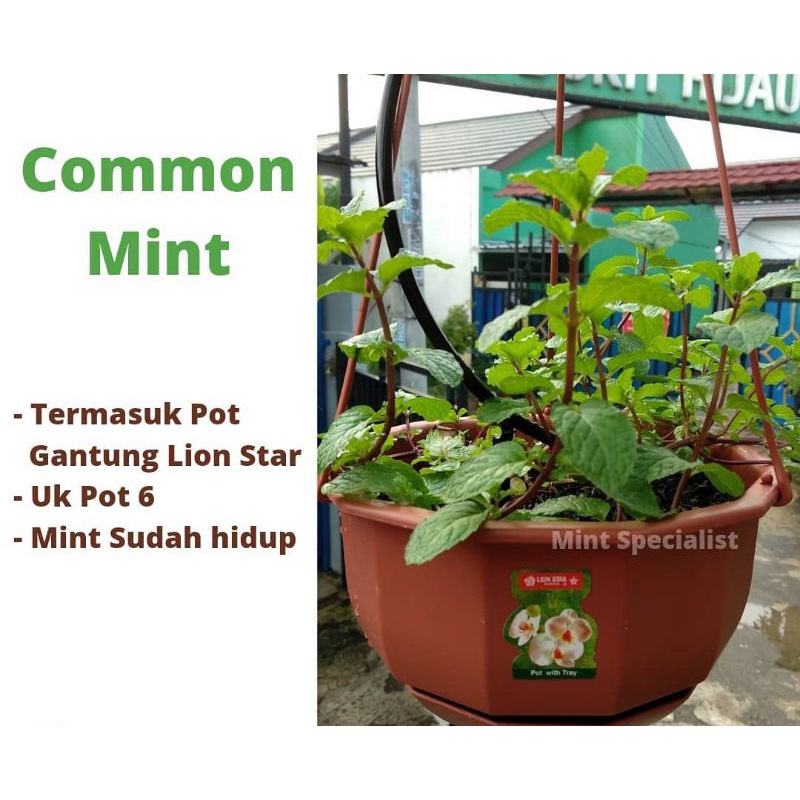 Tanaman Mint Hidup Spear Mint Daun Mint Pot Gantung